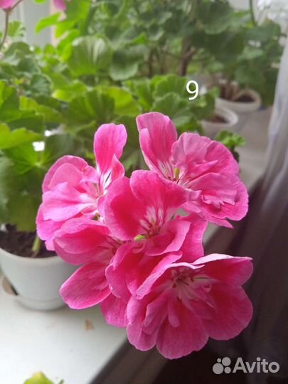 Пеларгония герань