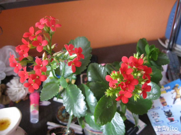 Каланхоэ, и др цветы