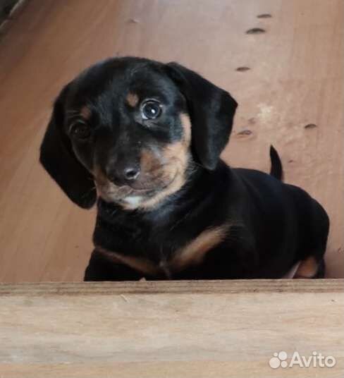 Щенки таксы