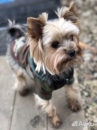 Кобель ищет сучку