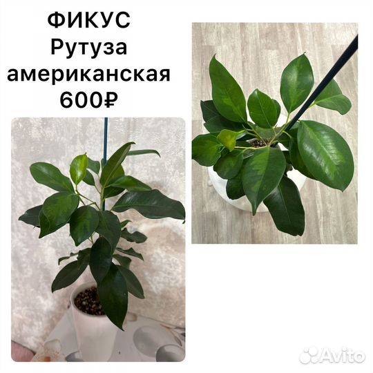 Комнатные цветы