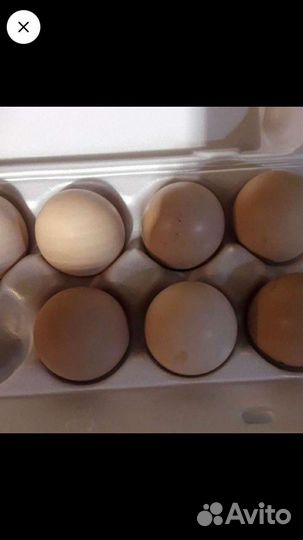 Домашние куриные яйца