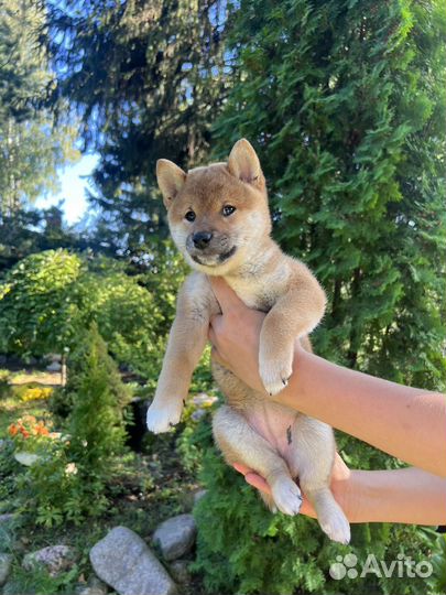 Щенки сиба ину