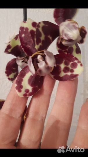 Орхидея фаленопсис Скрабл пелор
