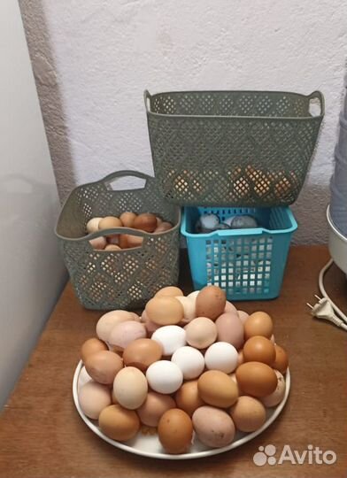 Яйца куриные домашние