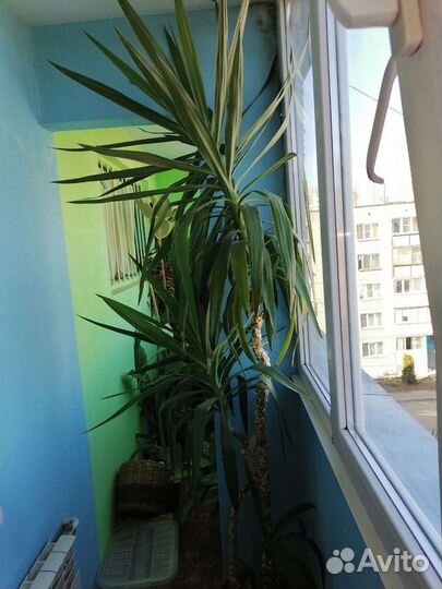 Пальма юкка