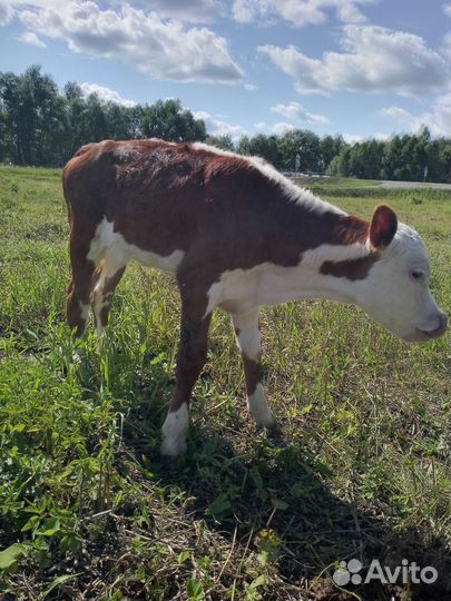 Телята мясной породы бычки