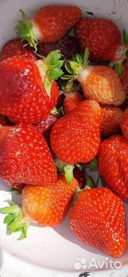 Клубника, рассада элитных сортов