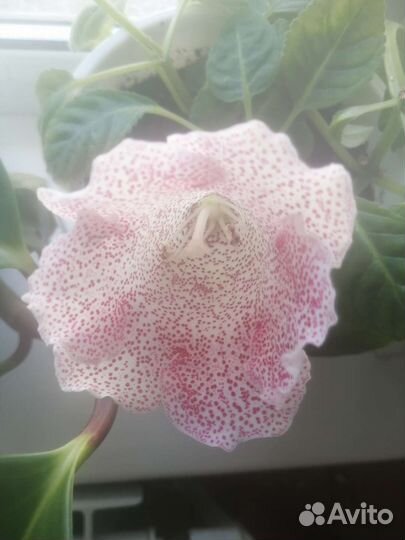 Хлорофитумы, фиалки, глоксинии, аихризон