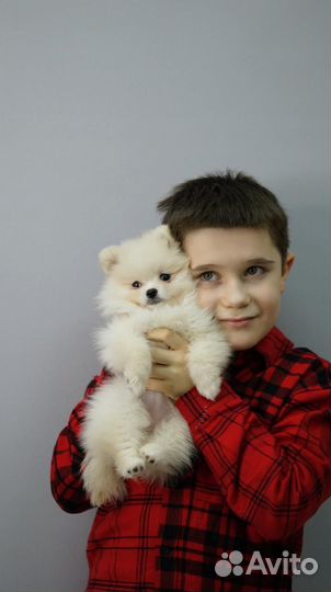 Померанский шпиц мини щенок девочка