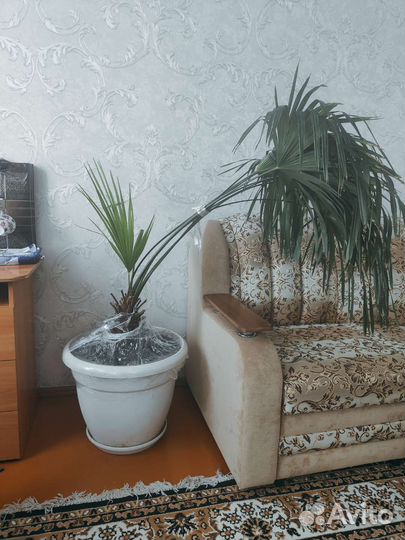 Пальма