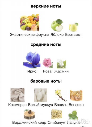 Alexande J Iris Violet