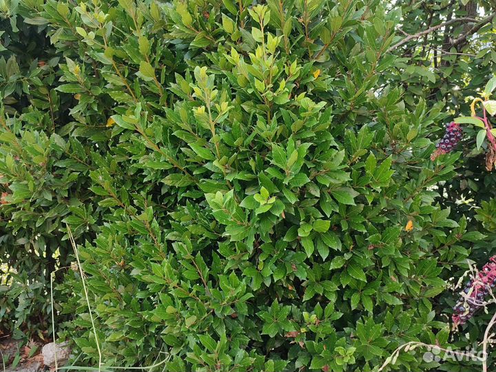 Лавровый лист оптом