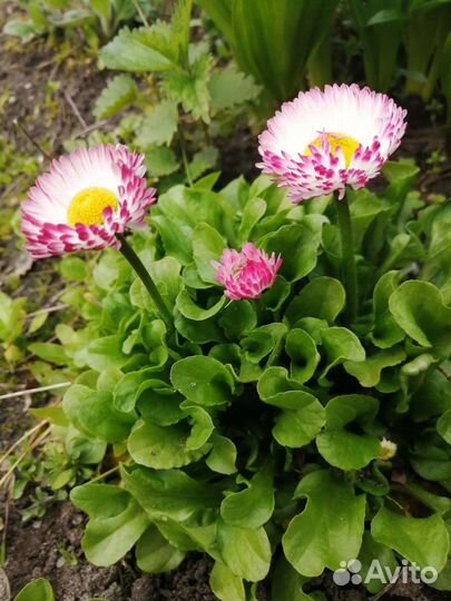 Маргаритка