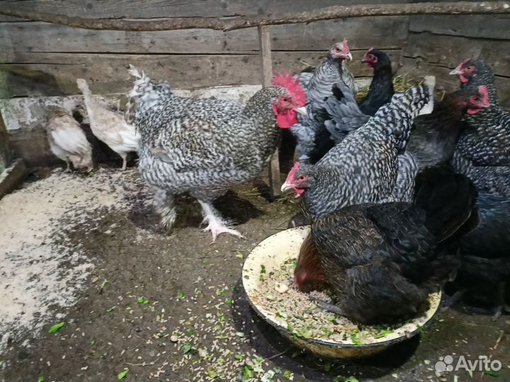 Куры утки