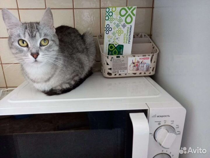 Настоящая принцесса - кошка Роза