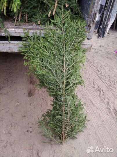 Лапник еловый, ветки,елки, лапки еловые