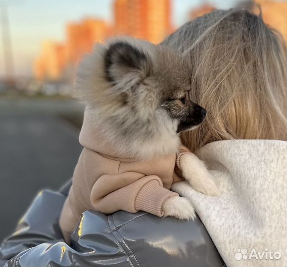 Одежда для маленьких собак