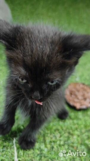 Маленькие котята