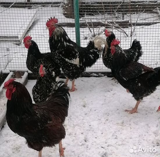 Петушки Ломан Браун