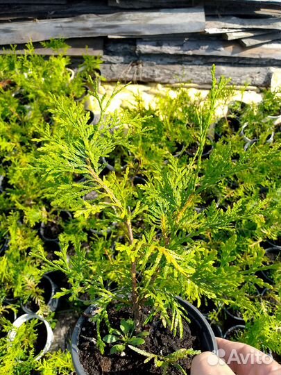 Туя брабант