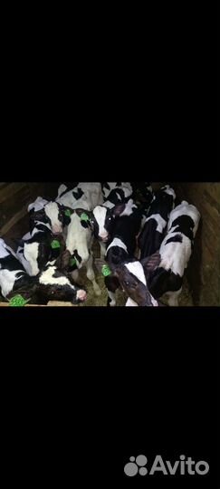 Телята бычки