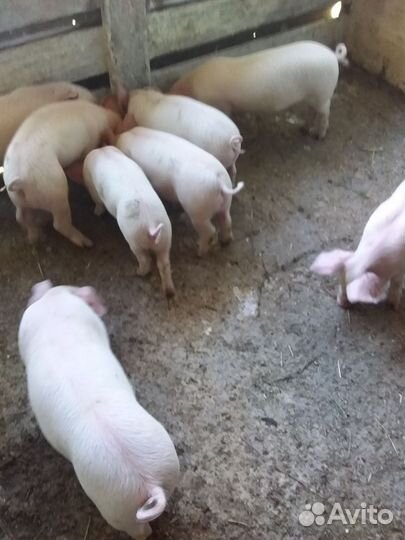 Поросенок ландрас