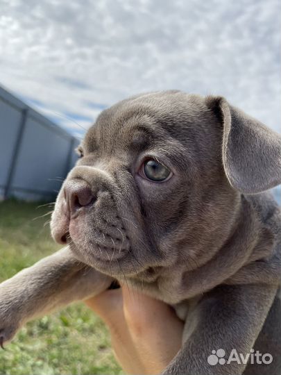 Щенок в окрасе изабелла