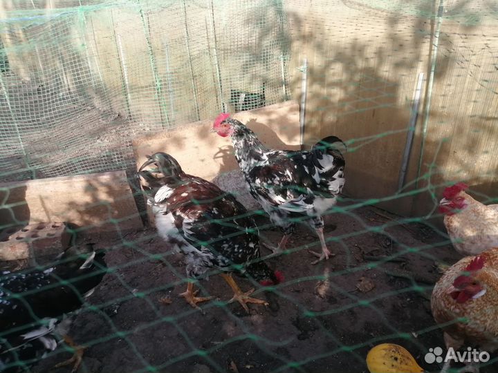 Петухи Ливенская ситцевая