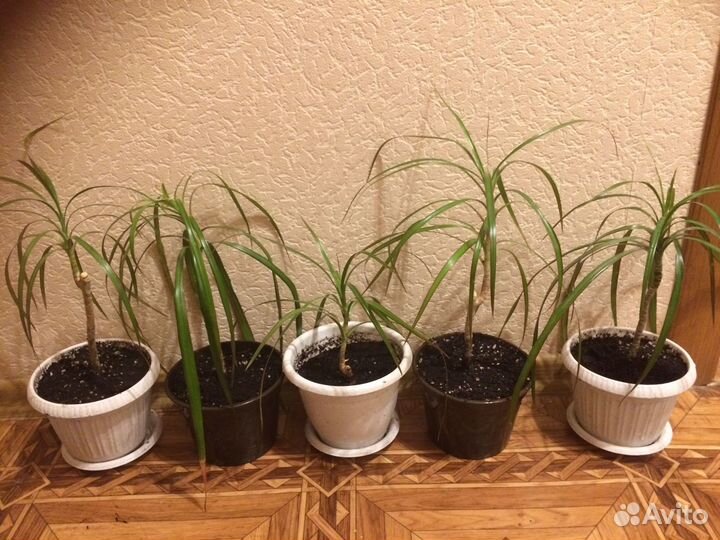 Коллекционные хосты И Пальма драцена