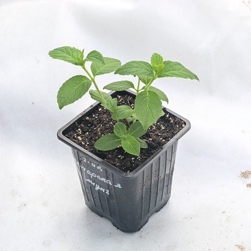 агронео ангарск питомник