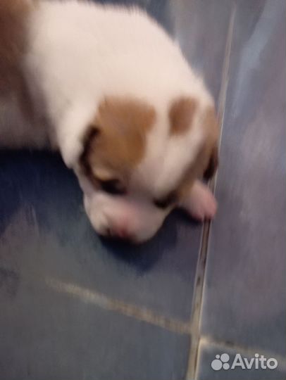 Собака алабай