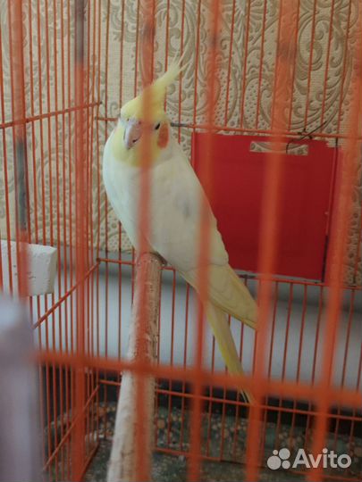 Попугай карелла с клеткой