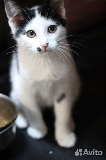 Котенок Фёдор