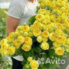 Роза спрэй Каталина