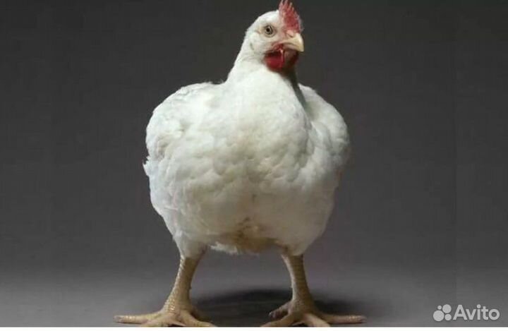 Цыплята бройлеры Кобб500