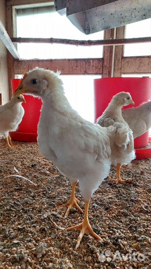 Цыплята петушки