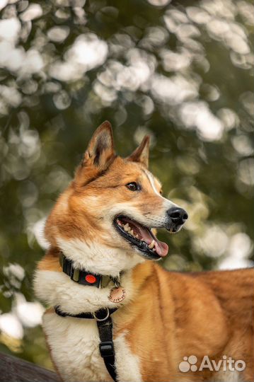 Собака в добрые руки