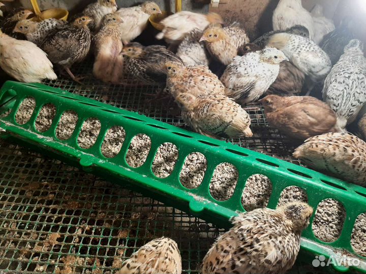 Птенцы перепелов