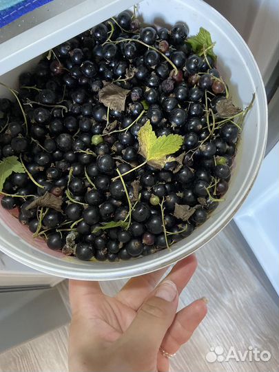 Черная смородина свежая
