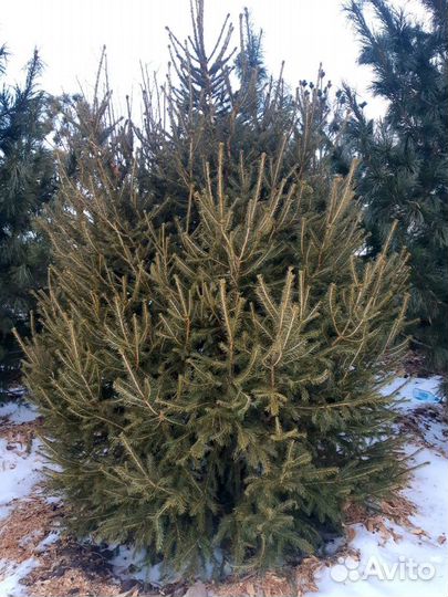 Саженцы Ели Сибирской 1,5-3,0 m