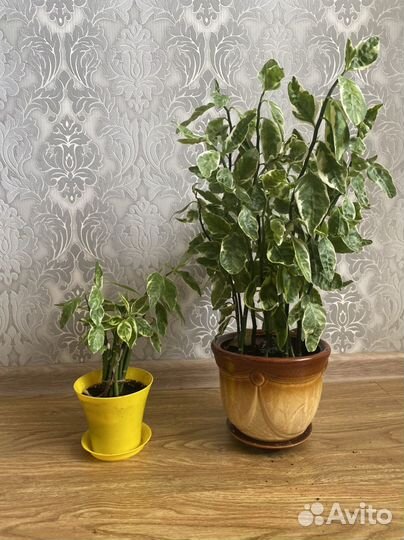 Педилантус