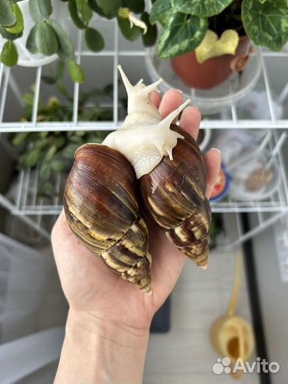 Улитки ахатины
