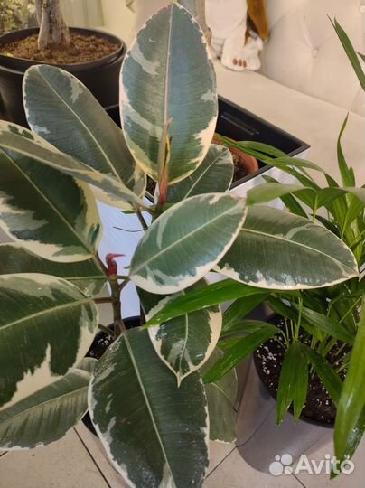 Пальма арека и фикус тинеке в кашпо