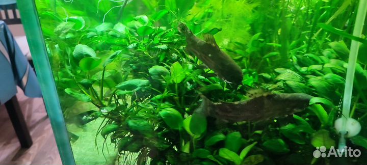 Сом таракатум