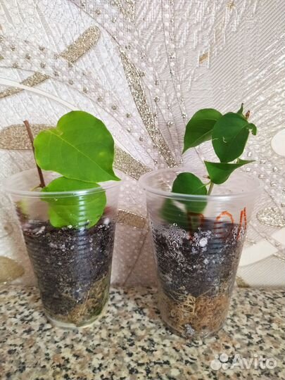 Бугенвиллия