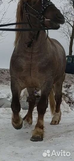 Лошади тяжеловозы