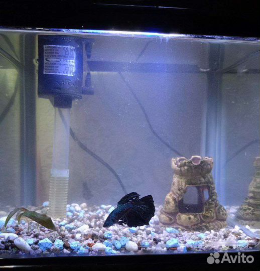 Рыбка петушок самец