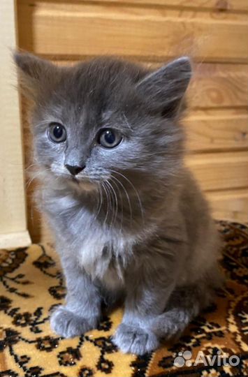 Котенок в добрые руки