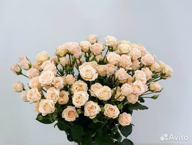 Роза кустовая Оптом и в розницу